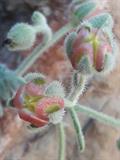 Paracaryum rugulosum